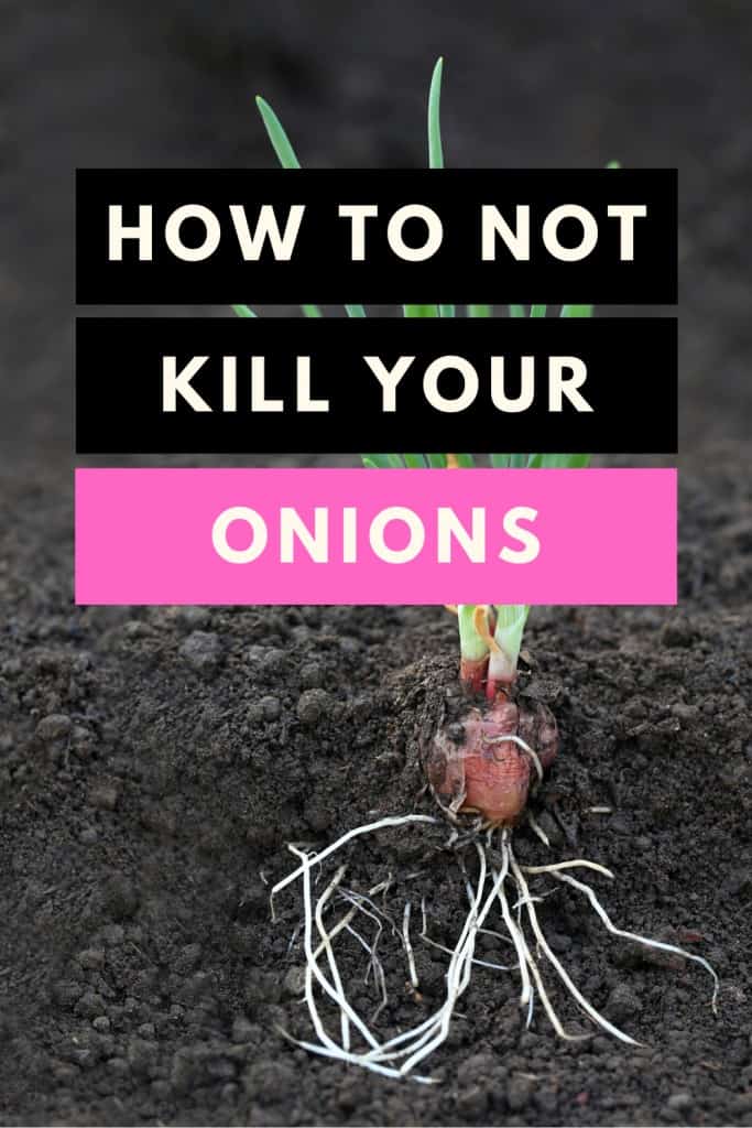 How to not kill your Onions