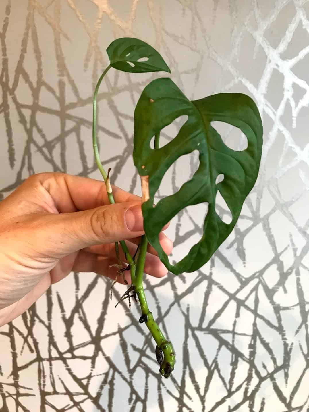 Monstera Epipremnoides Care - #1 Guide