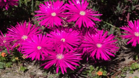 Ice Plant Care in Pots 101 – My Best Tips!