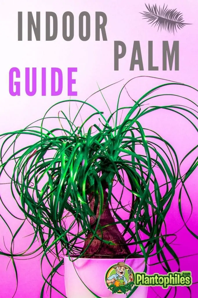 How to care for an indoor palm