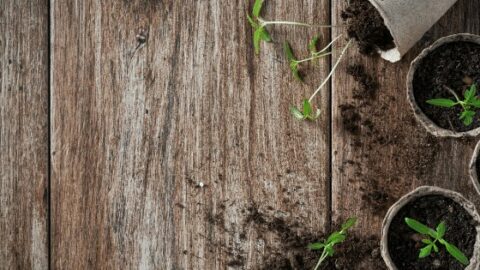 Demystifying the Use Of Peat Moss in Gardening