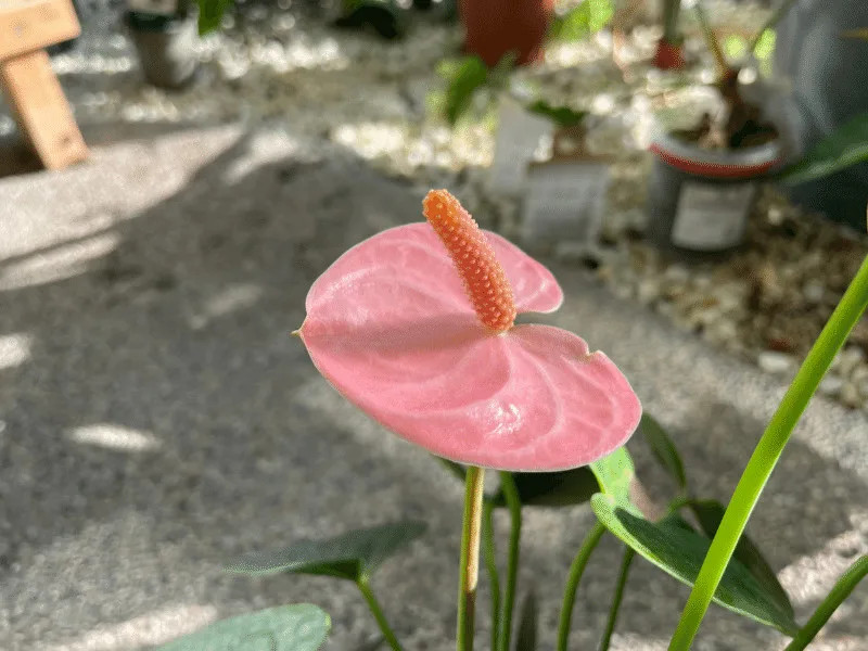 Anthurium Flower. Pink Waxy Bract as well as Spathe and Spadix
