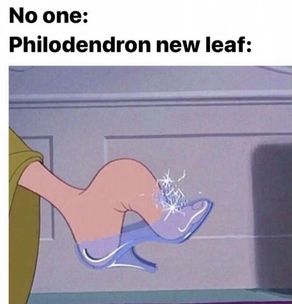 No one: Philodendron new leaf Philomedron