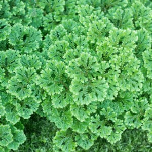 Selaginella apoda have two rows of smaller and two rows of larger leaves