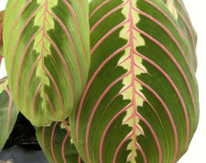 The foliage on a Prayer plant is a show stopper