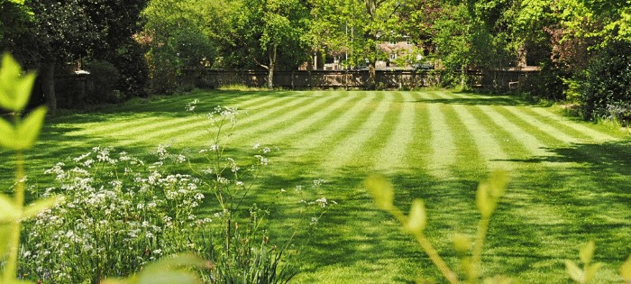 The perfect lawn
