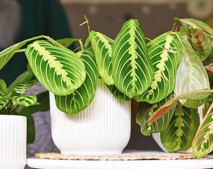 There are different kinds of Marantas available such as the Maranta lemon lime