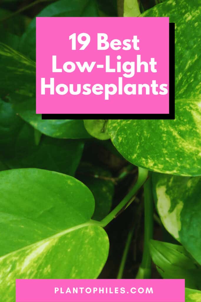 19 Best Low-Light Houseplants