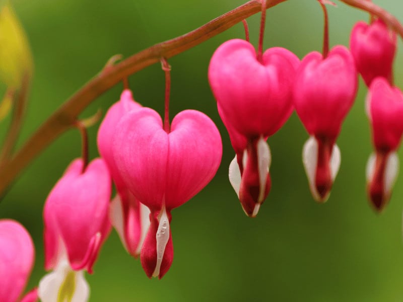 Bleeding Heart Care 101 -This Is How To Keep It Thriving