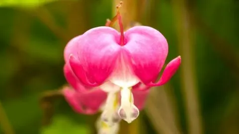 Bleeding Heart Care 101 -This Is How To Keep It Thriving