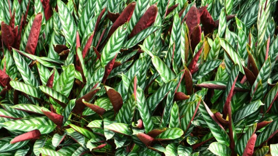 Calatheas are in the list of the 20 best houseplants for low light