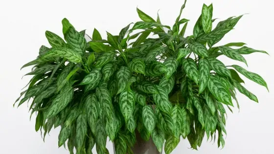 Chinese Evergreen are adaptive to lower light and come in different colour variants