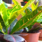 Croton Plant Care Guide