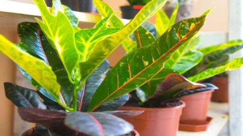 Croton (Codiaeum variegatum var. Pictum) Plant Care Tips