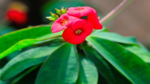 Crown of Thorns Plant Care – My Most Previous Tips!