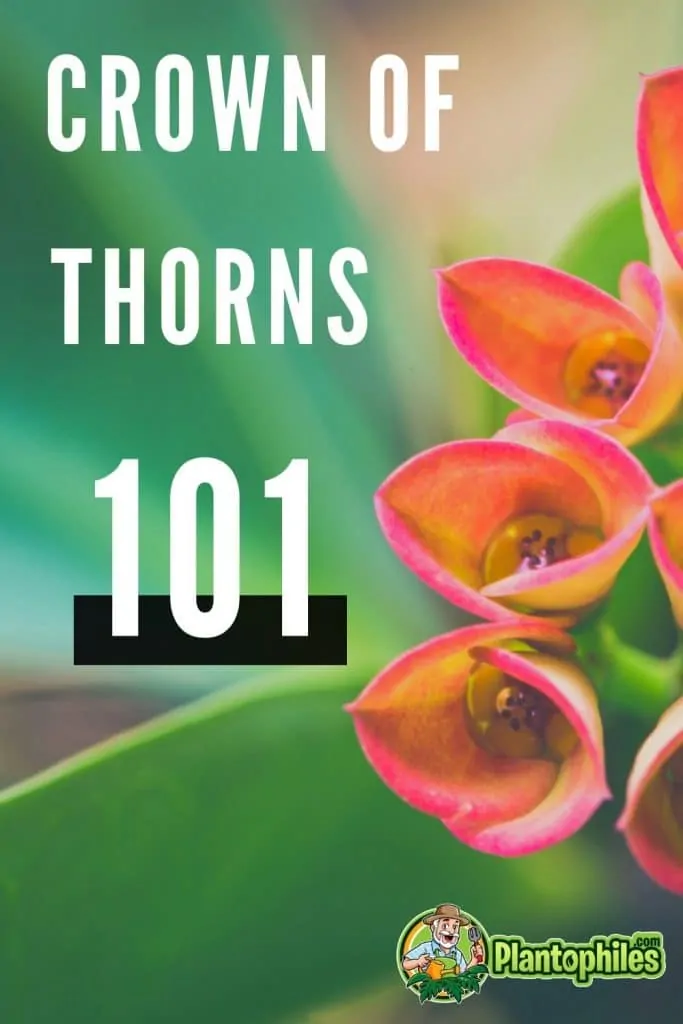 Crown of Thorns Plant Care Guide