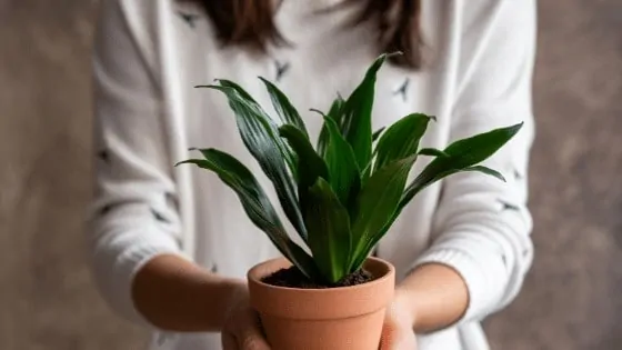 Dracaena is a family of about 120 different species of plants