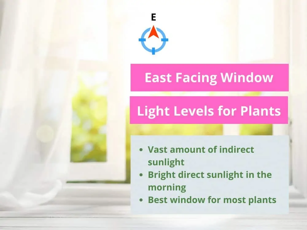 East Facing Window Light Cheat Sheet