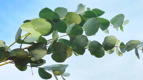 Eucalyptus Plant Care – The #1 Definitive Guide