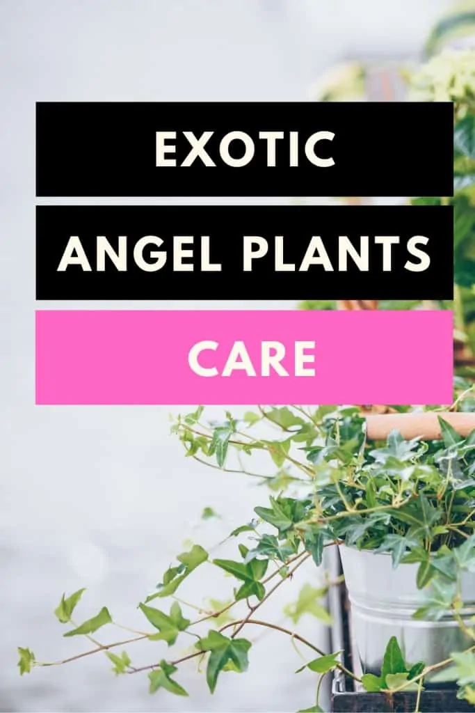 Exotic Angel Plants