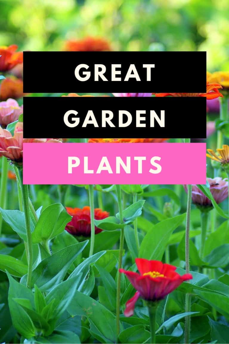 Great Garden Plants - Amazing 101 Guide