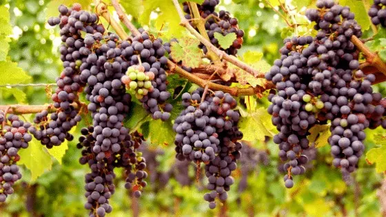 Lucious grapes growing on a vine. Grapes grow best in a temperate climate.