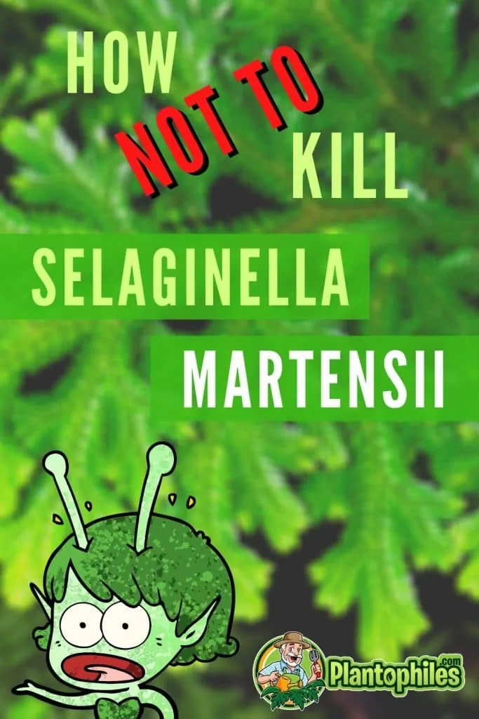 How Not To Kill Selaginella Martensii