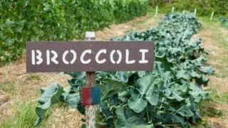 How to Grow Broccoli Best Gardening 101
