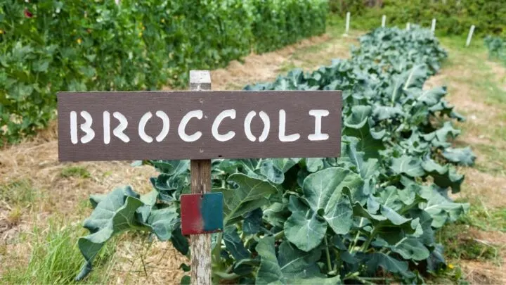 Why Your Broccoli Didn&rsquo;t Grow (And How to Fix It Next Time)