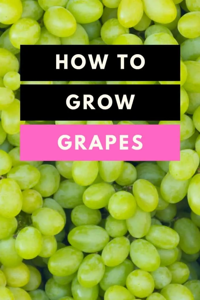 How to grow grapes