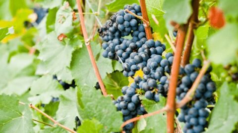 10 Essential Steps For How To Grow Grapes In Your Garden