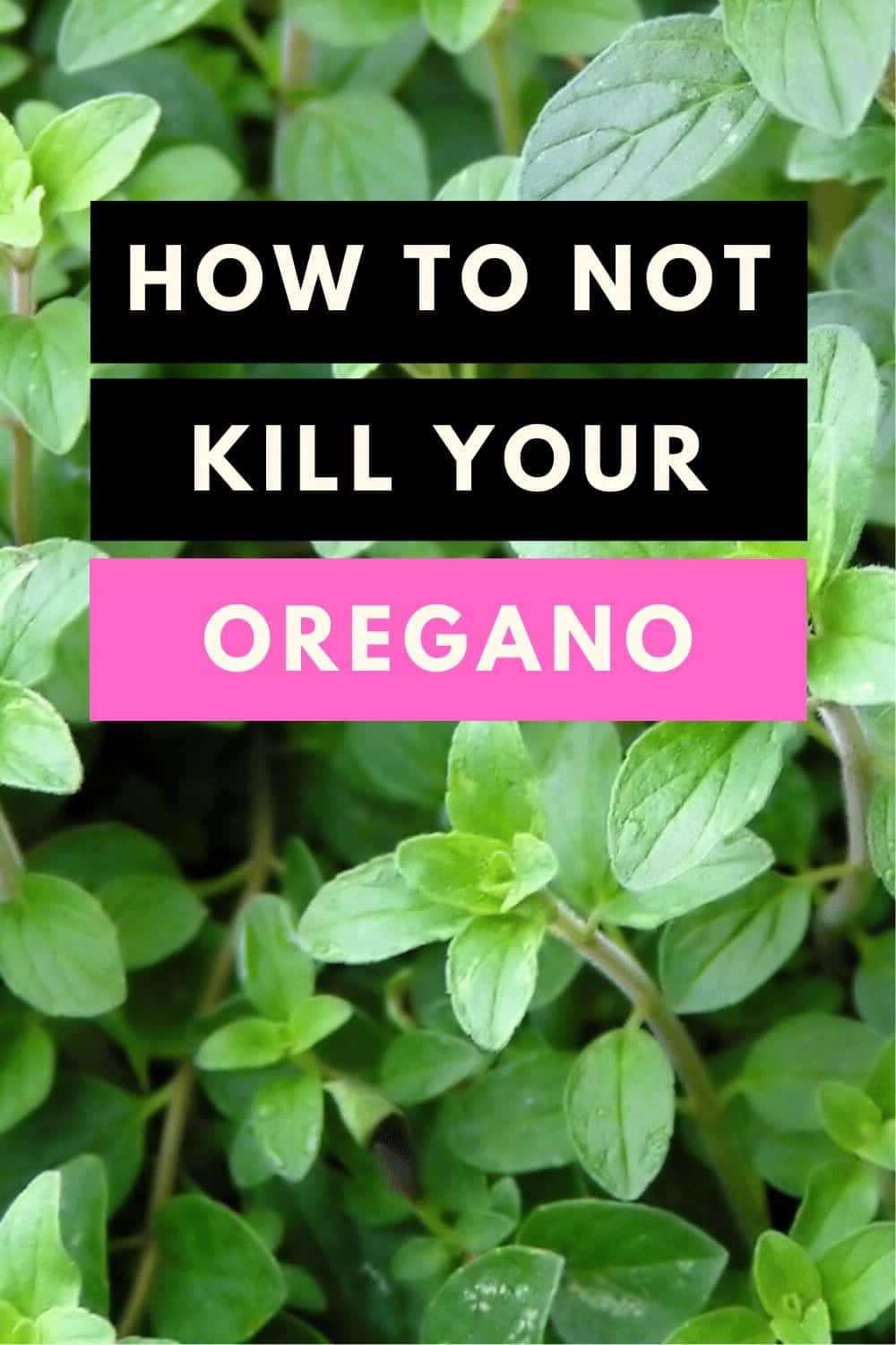 How to not kill your Oregano