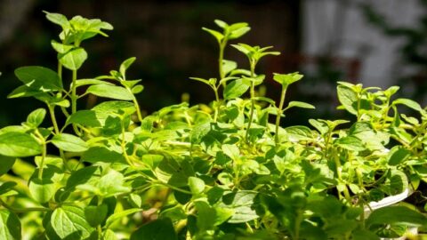 Oregano: How to Care for this Amazing Aromatic Herb