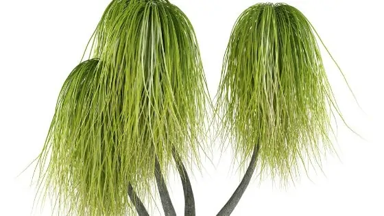Ponytail palms even grow well under artificial light
