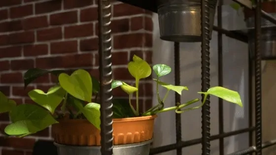 Pothos is one of the easiest plants to care for and doesn't need bright light