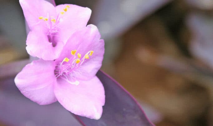 Purple Heart Plant blooming