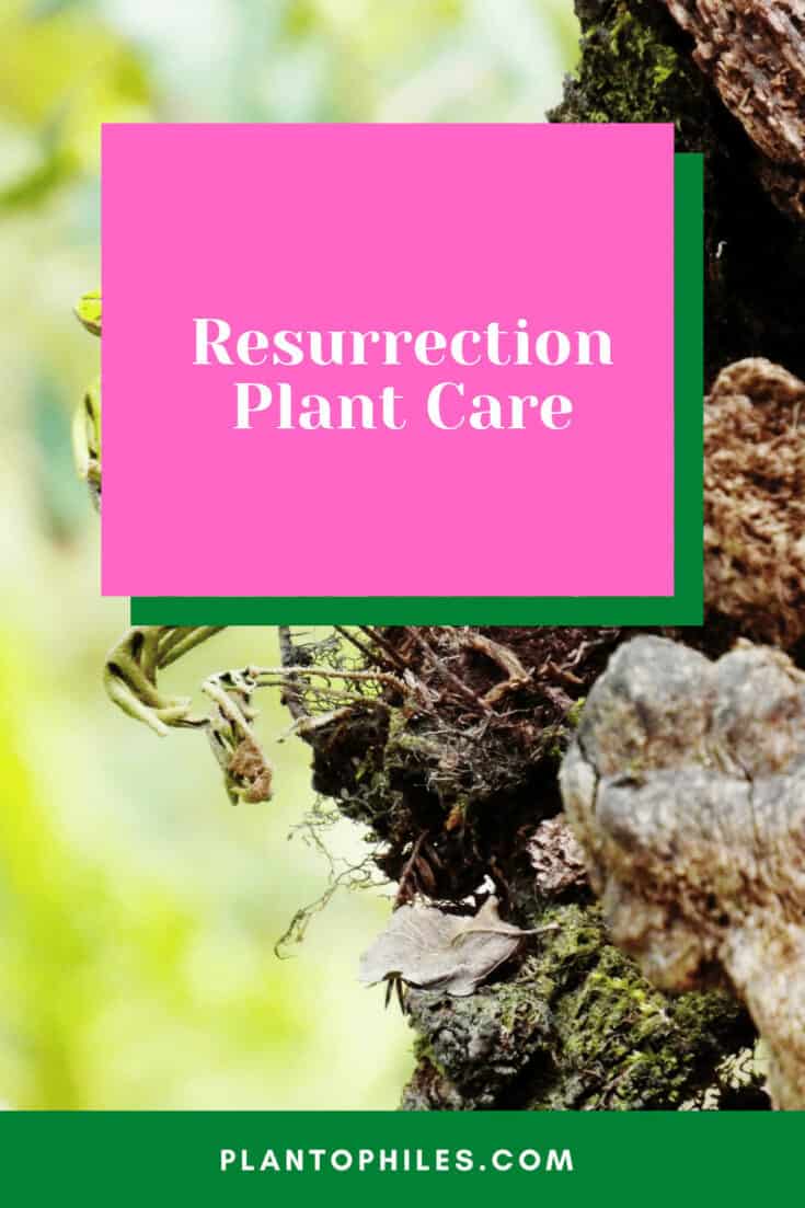 Resurrection Plant Care