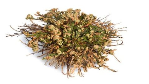 Resurrection Plant Care (Selaginella lepidophylla) #1 Best Guide