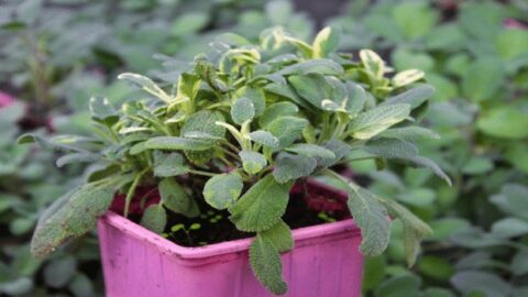 Sage Plant Care Tips – The Beginners Guide