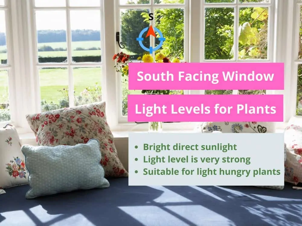 South Facing Window Light Cheat Sheet