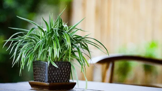 Spider Plant is a very popular houseplant