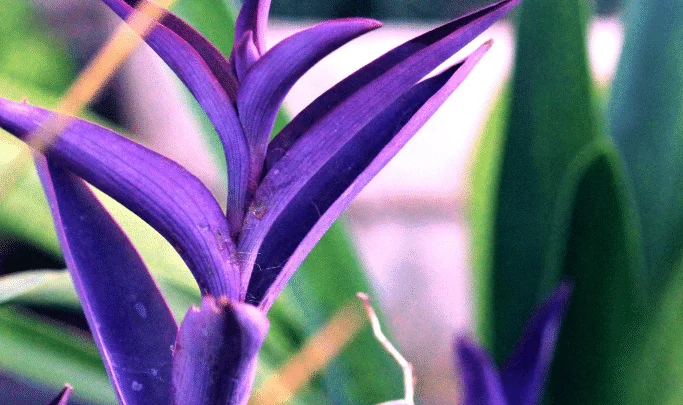 Striking purple foliage of the Purple Heart Plant. The adaxial and abaxial side of the leaf blade are both purple.