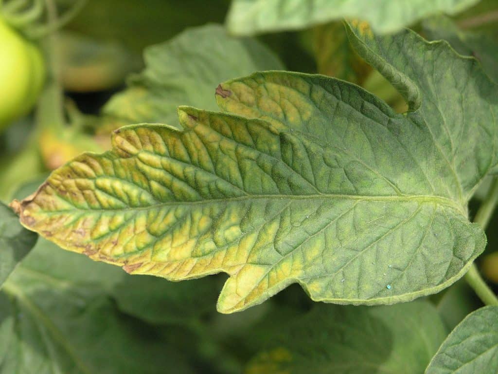 Nutrients in Soil: Example of Potassium deficiency on tomato leaves