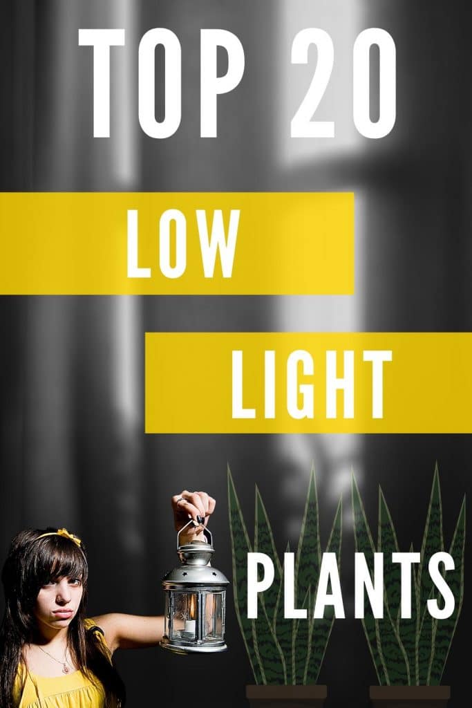 Top 20 Low Light Houseplants