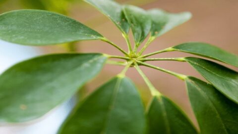Dwarf Umbrella Tree Plant Care 101 – My Best Tips!