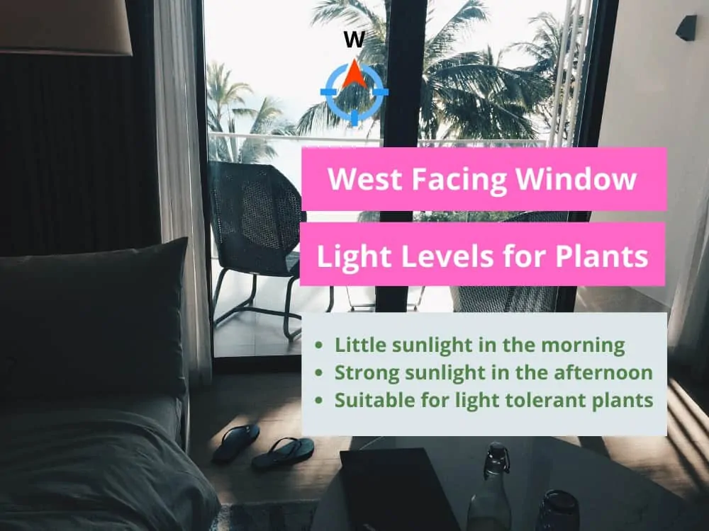 West Facing Window Light Cheat Sheet