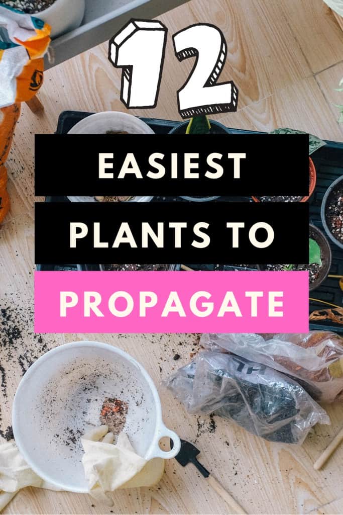 12 Plantas mais fáceis de propagar 