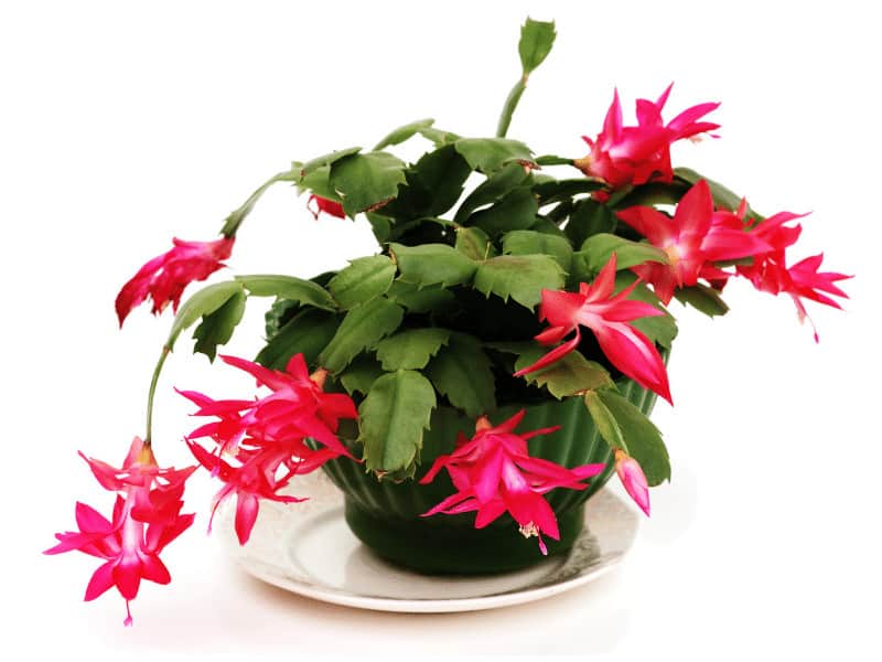 A Christmas Cactus only needs to be watered every 2-3 weeks