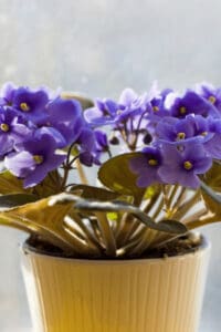 African Violets are not easy to care for