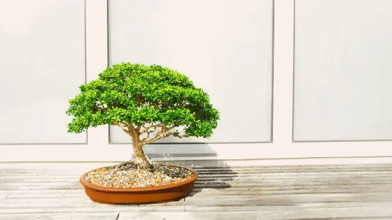 Bonsai Tree Care The Complete Guide